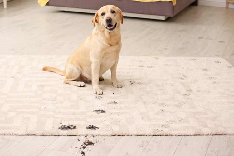 Pet standing on carpet with dirty paws